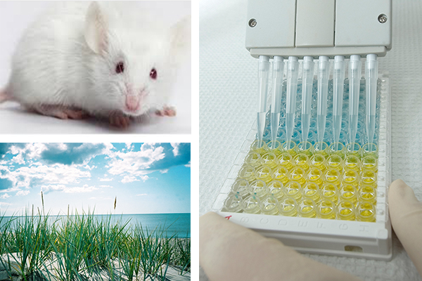 mouse, beach, test tubes in a labratory