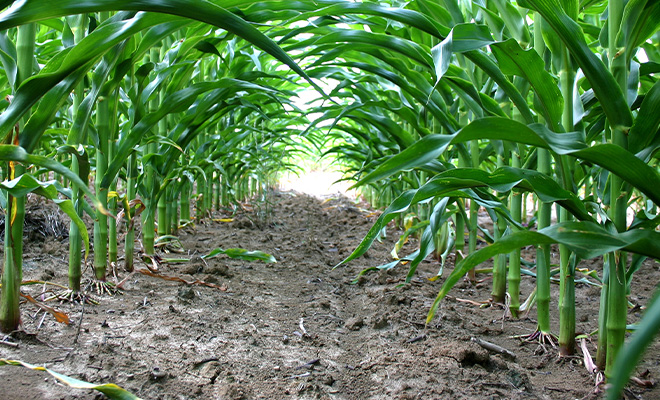 corn-row-no-weeds